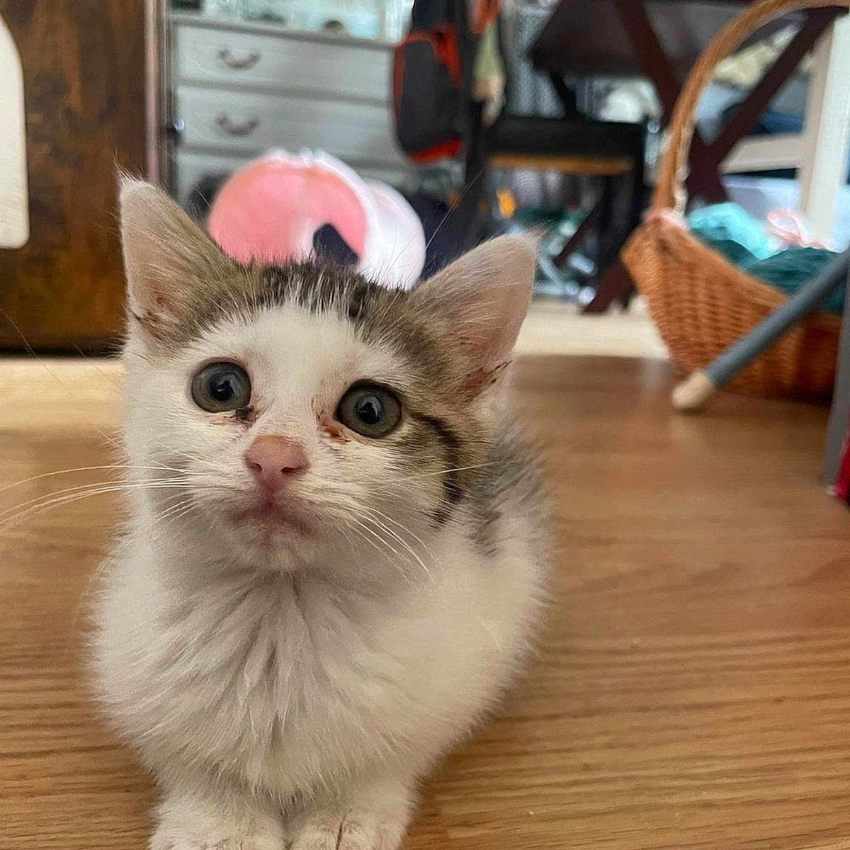 Nioute Ella participe au concours pour gagner de l'argent avec cette photo : angora, animal, basket, baton, cat, furniture, hardwood, indoors, interiordesign, kitten, manx, pet, racket, sport, stainedwood, stick, table, tennis, tennisracket, wood