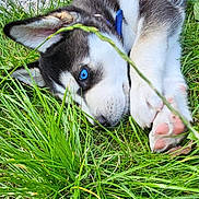 Theo joined the competition — help win amazing prizes! puppy, dog, husky, grass, blue_eyes, outdoor, pet, animal, laying_down, cute, young, fur, collar, nature, playful, close_up, nose, paw, ears, resting