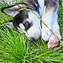 puppy, dog, husky, grass, blue_eyes, outdoor, pet, animal, laying_down, cute, young, fur, collar, nature, playful, close_up, nose, paw, ears, resting