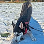 dog, husky, snow, outdoor, animal, pet, blue_eyes, leash, harness, playful, winter, nature, grass, park, sunlight, canine, fur, mammal, cold, tree