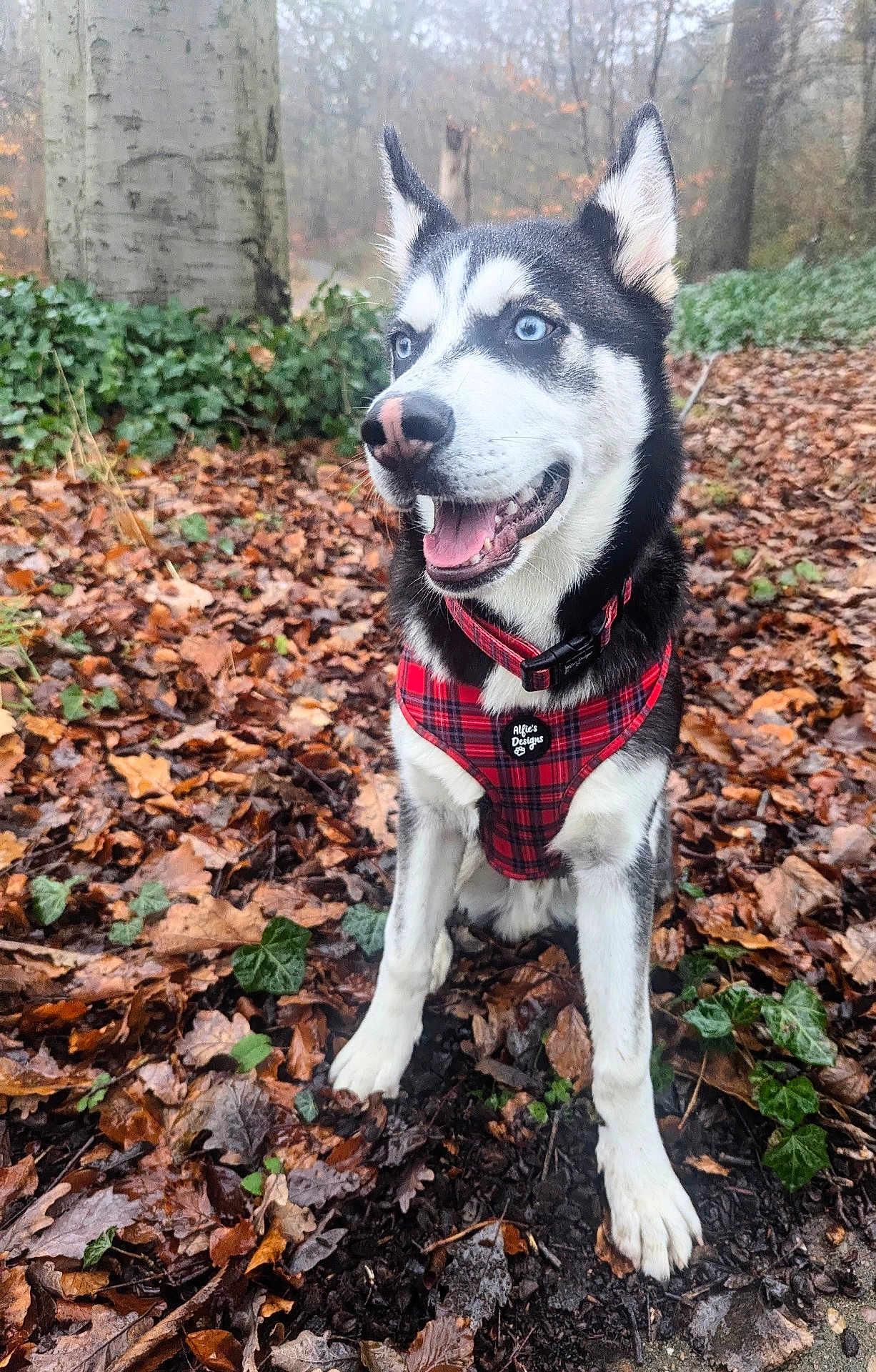 Theo is registered to the contest to win money with this photo: dog, husky, blue_eyes, red_harness, autumn_leaves, forest, outdoor, nature, sitting, canine, pet, happy, fur, animal, tree, leaf_litter, smiling, muzzle, ears, ground