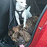 dog, car, backseat, white_dog, brindle_dog, harness, tongue_out, pet, animal, vehicle, red_car, seat_cover, happy, companion, domestic_animal, looking_away, two_dogs, indoor, leisure, travel