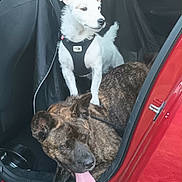 Teddy Chou participe au concours pour gagner de l'argent avec cette photo : dog, car, backseat, white_dog, brindle_dog, tongue_out, pet, harness, vehicle, red_car, door, seat, relaxed, alert, companion, animal, domestic_animal, transport, indoor, leisure