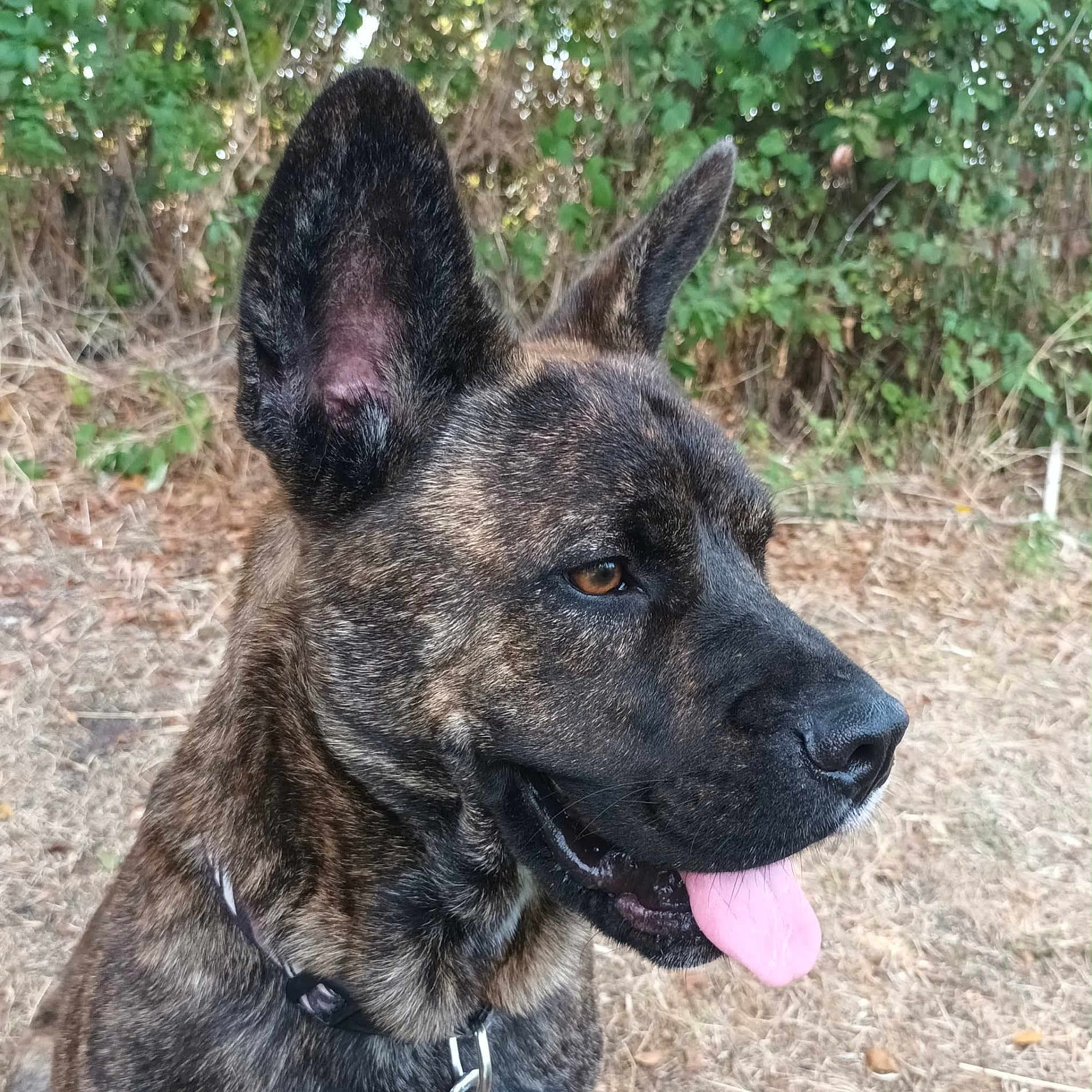 Teddy Chou participe au concours pour gagner de l'argent avec cette photo : dog, brindle_coat, tongue, outdoor, nature, grass, greenery, collar, pet, animal, canine, ears, snout, happy, tongue_out, close_up, side_view, brown, black, fur