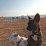 Teddy Chou a rejoint le concours — aidez-le/la à gagner de superbes lots ! dog, two_dogs, bench, grass, dry_grass, ocean, water, sky, sunlight, outdoor, nature, fishing_pier, brindle_dog, white_dog, panting, leash, harness, peaceful, coast, landscape
