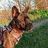 Teddy Chou participe au concours pour gagner de l'argent avec cette photo : dog, canine, animal, pet, outdoor, grass, harness, brown, alert, nature, trees, sunlight, ears, fur, snout, side_view, walk, path, greenery, daytime