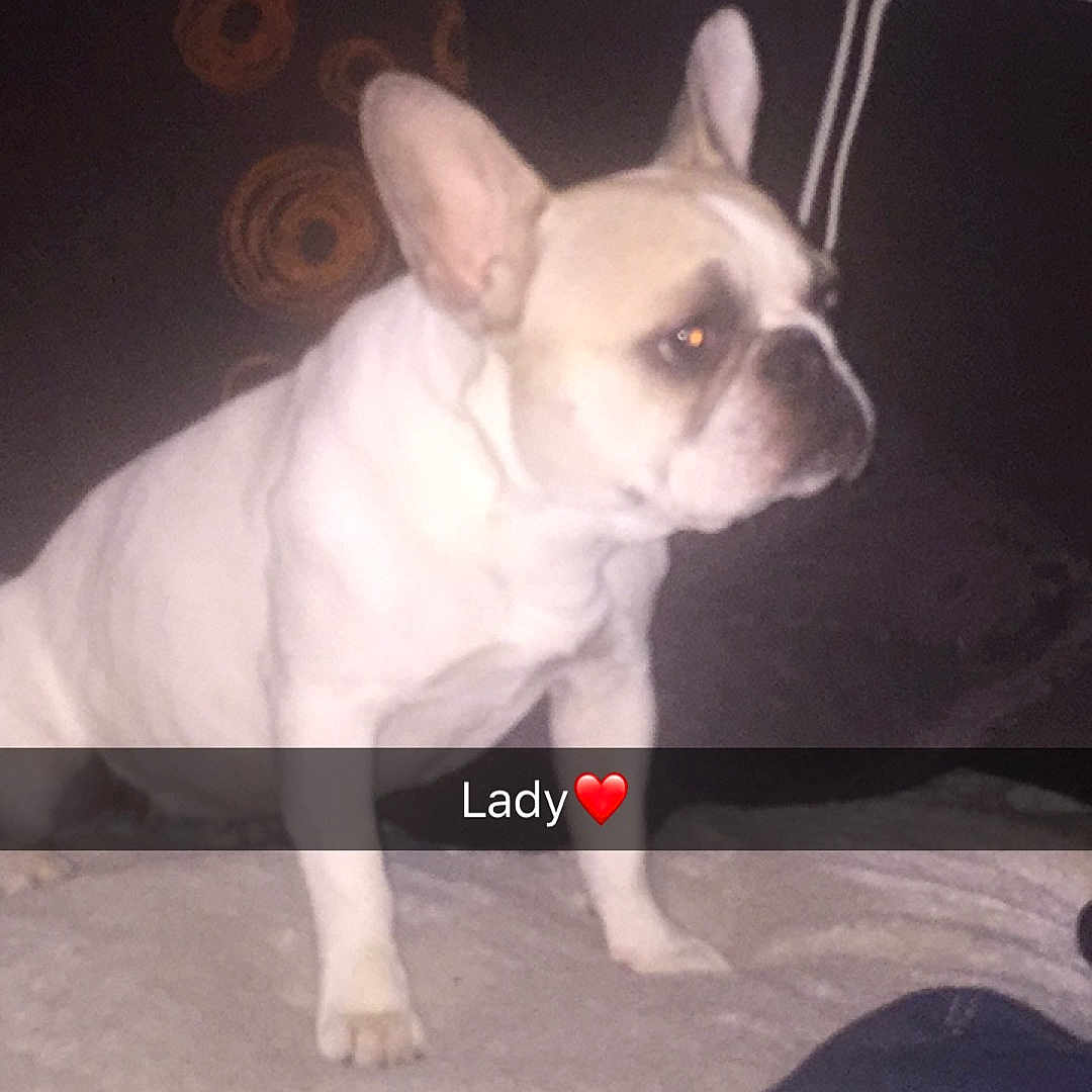 Lady
