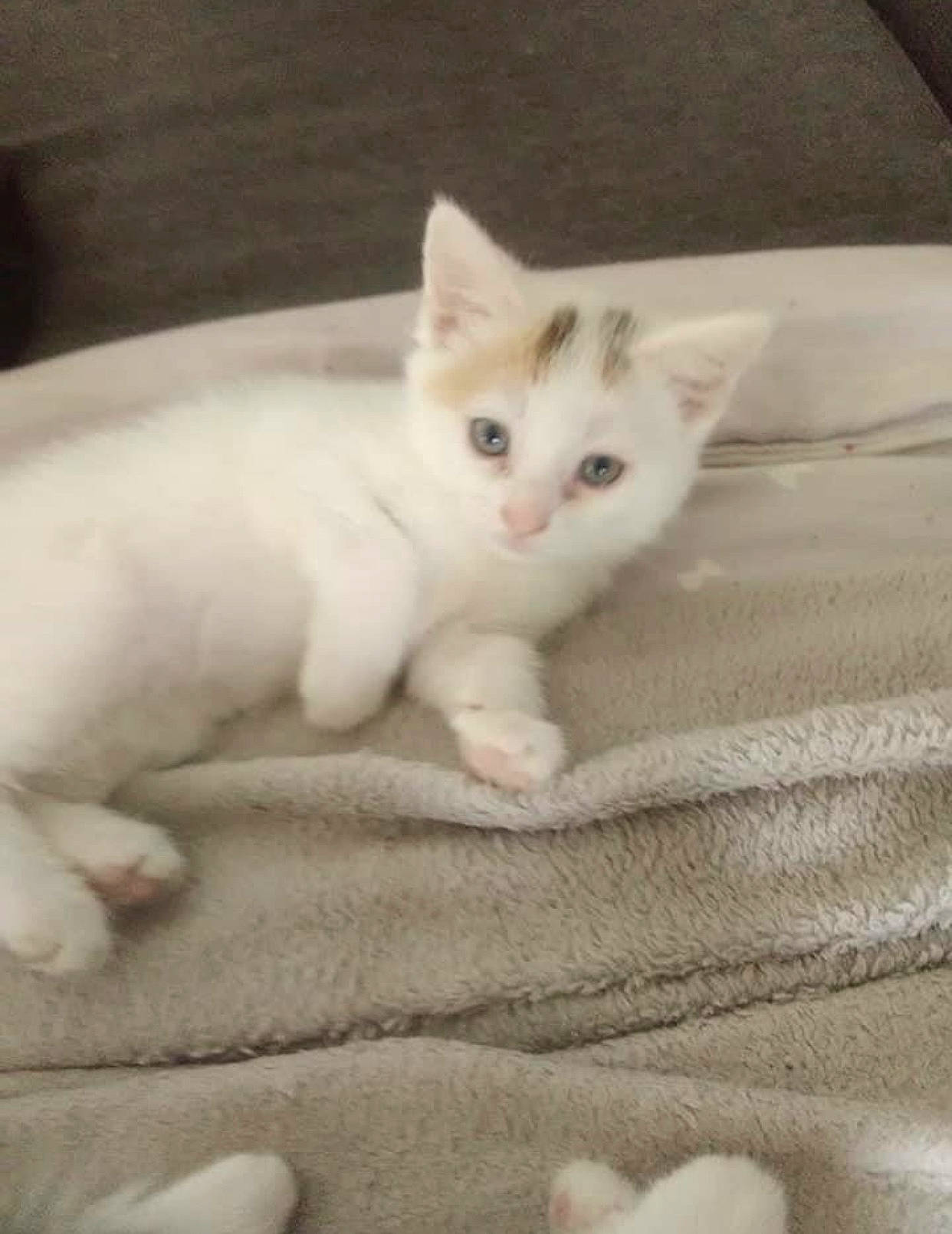 Naya a rejoint le concours — aidez-le/la à gagner de superbes lots ! carnivore, cat, claw, comfort, domestic_short_haired_cat, eye, fawn, felidae, flooring, foot, fur, paw, sand, small_to_medium_sized_cats, snout, tail, terrestrial_animal, whiskers