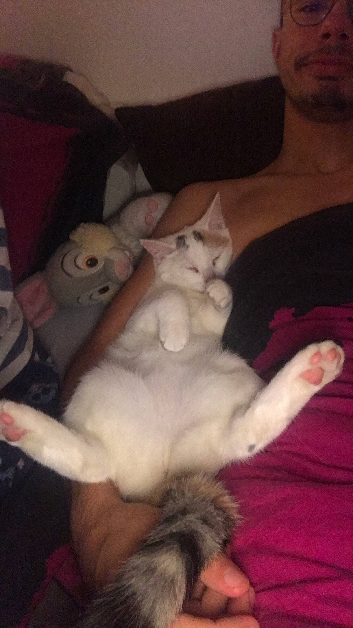 Naya a rejoint le concours — aidez-le/la à gagner de superbes lots ! abdomen, carnivore, cat, comfort, companion_dog, domestic_short_haired_cat, ear, fawn, felidae, finger, fur, human_body, lap, mammal, paw, sitting, small_to_medium_sized_cats, tail, trunk, whiskers