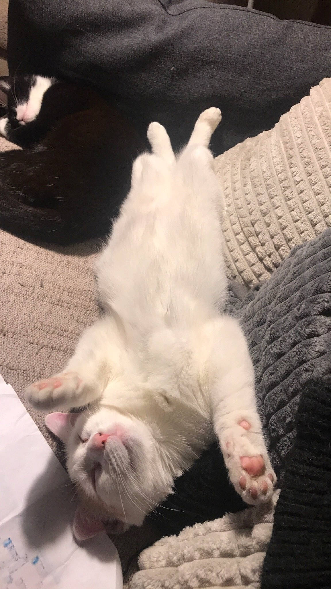 Naya a rejoint le concours — aidez-le/la à gagner de superbes lots ! carnivore, cat, cloud, comfort, companion_dog, dog_breed, fawn, felidae, foot, gesture, mammal, paw, sky, small_to_medium_sized_cats, snout, tail, toe, vertebrate, whiskers, white