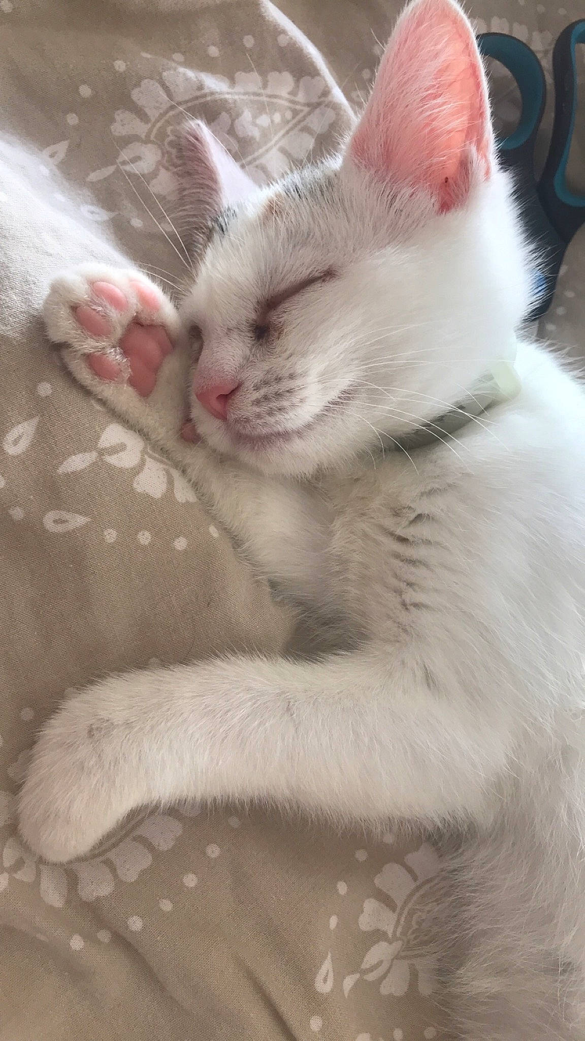 Naya participe au concours pour gagner de l'argent avec cette photo : carnivore, cat, claw, domestic_short_haired_cat, fawn, felidae, foot, fur, paw, small_to_medium_sized_cats, snout, tail, whiskers