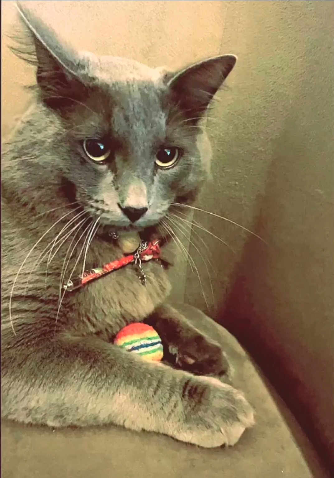 Boyka participe au concours pour gagner de l'argent avec cette photo : cat, grey_cat, pet, collar, bell, toy_ball, stripe, couch, furniture, whiskers, closeup, indoor, fur, paw, animal, mammal, domestic, relaxed, portrait, cute