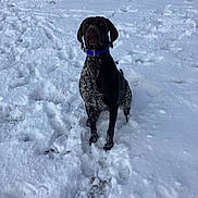 Bandit is registered to the contest to win money with this photo: dog, snow, outdoor, animal, collar, winter, canine, pet, sitting, fur, nature, cold, white_snow, paw_prints, grass, alert, mammal, portrait, daylight, field