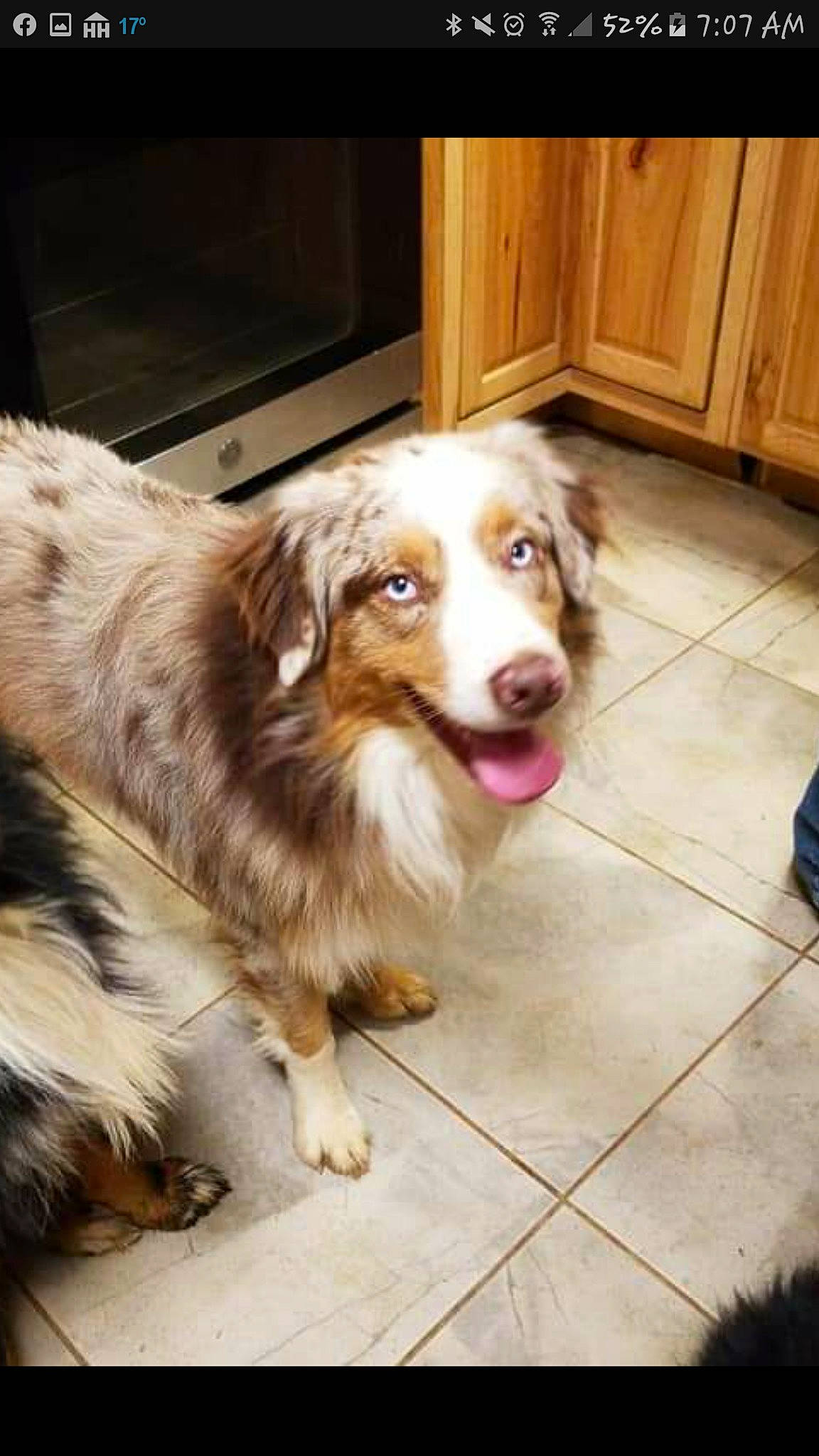 Bourbon joined the competition — help win amazing prizes! australian_collie, australian_shepherd, basque_shepherd_dog, border_collie, canidae, carnivore, companion_dog, dog, dog_breed, herding_dog, mammal, miniature_australian_shepherd, rare_breed_dog, small_greek_domestic_dog, sporting_group, vertebrate, working_dog