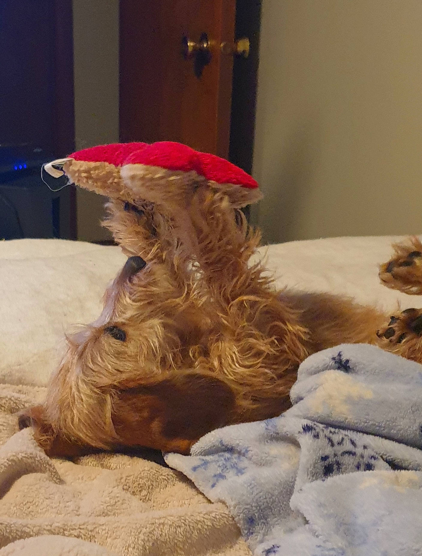 Snickers is registered to the contest to win money with this photo: canidae, carnivore, comfort, companion_dog, costume_hat, dog, dog_breed, fashion_accessory, feather, felidae, fictional_character, flooring, fur, fur_clothing, hat, linens, party_hat, room, sporting_group, wood