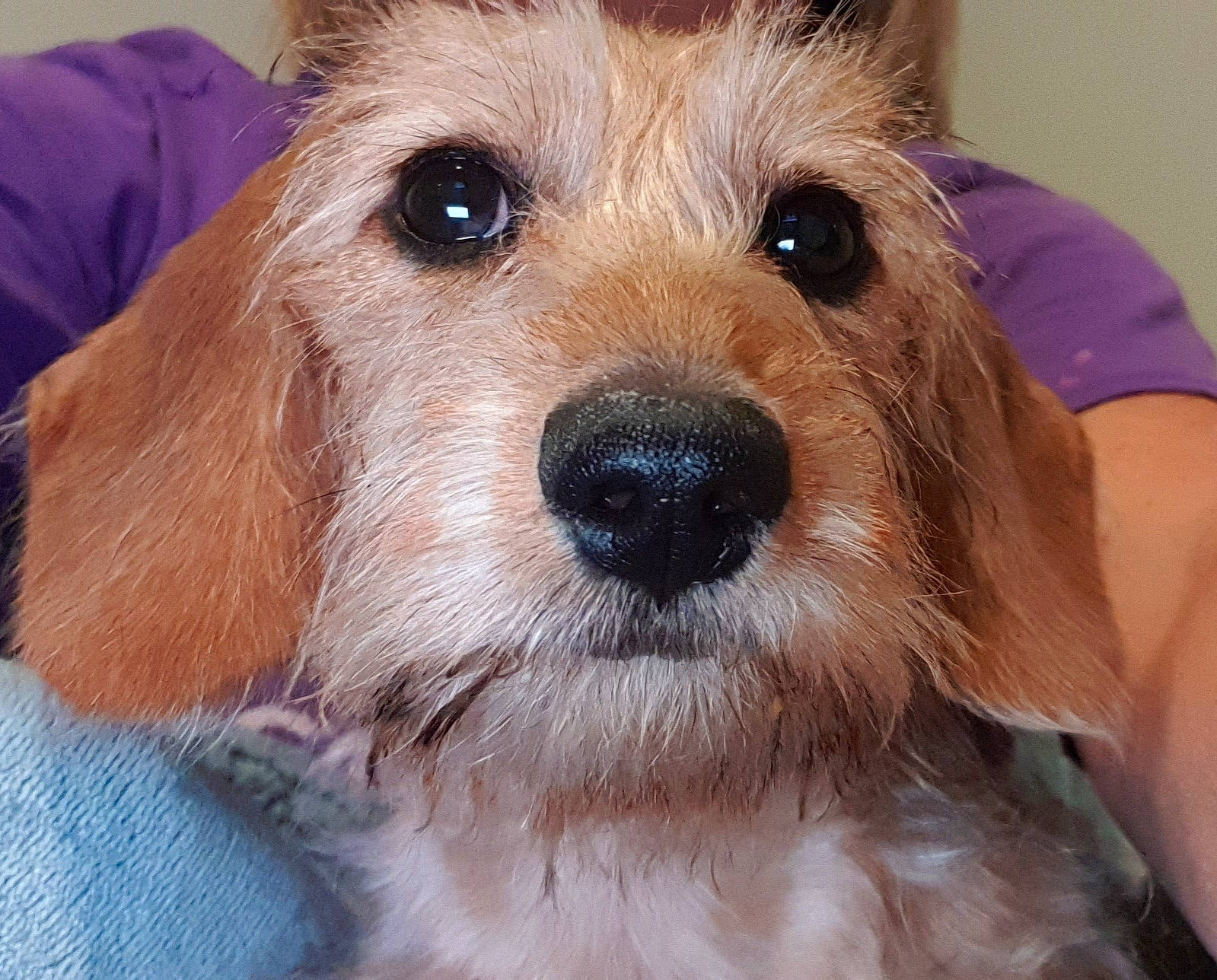 Snickers joined the competition — help win amazing prizes! canidae, carnivore, companion_dog, dog, dog_breed, dog_clothes, dog_collar, eye, fawn, pet_supply, puppy_love, small_terrier, snout, sporting_group, stuffed_toy, terrier, toy, toy_dog, whiskers, working_animal