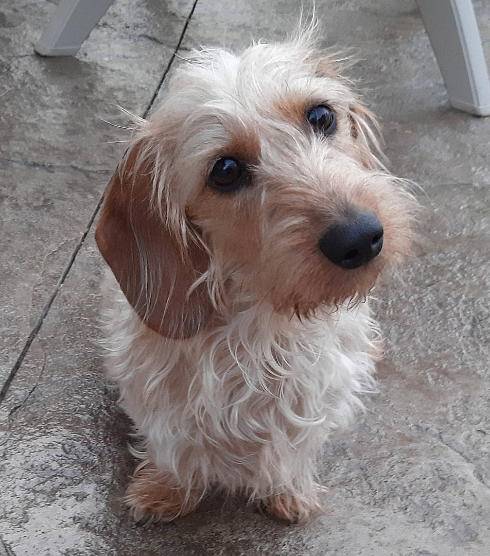 Snickers joined the competition — help win amazing prizes! briquet_griffon_vendeen, canidae, carnivore, companion_dog, dog, dog_breed, dog_collar, dog_supply, flooring, fur, hound, maltepoo, road_surface, small_terrier, snout, sporting_group, terrier, toy_dog, wood, working_animal