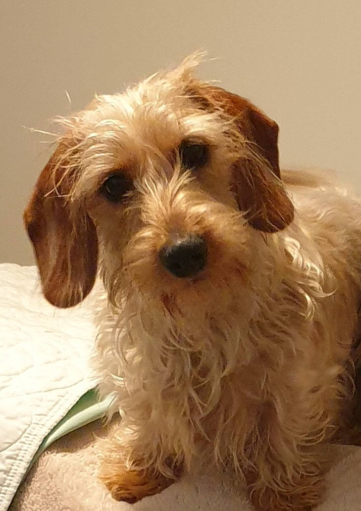 Snickers joined the competition — help win amazing prizes! biewer_terrier, canidae, carnivore, companion_dog, dog, dog_breed, dog_supply, fur, liver, maltepoo, puppy, puppy_love, small_terrier, snout, sporting_group, terrier, toy_dog, water_dog, working_animal, yorkipoo