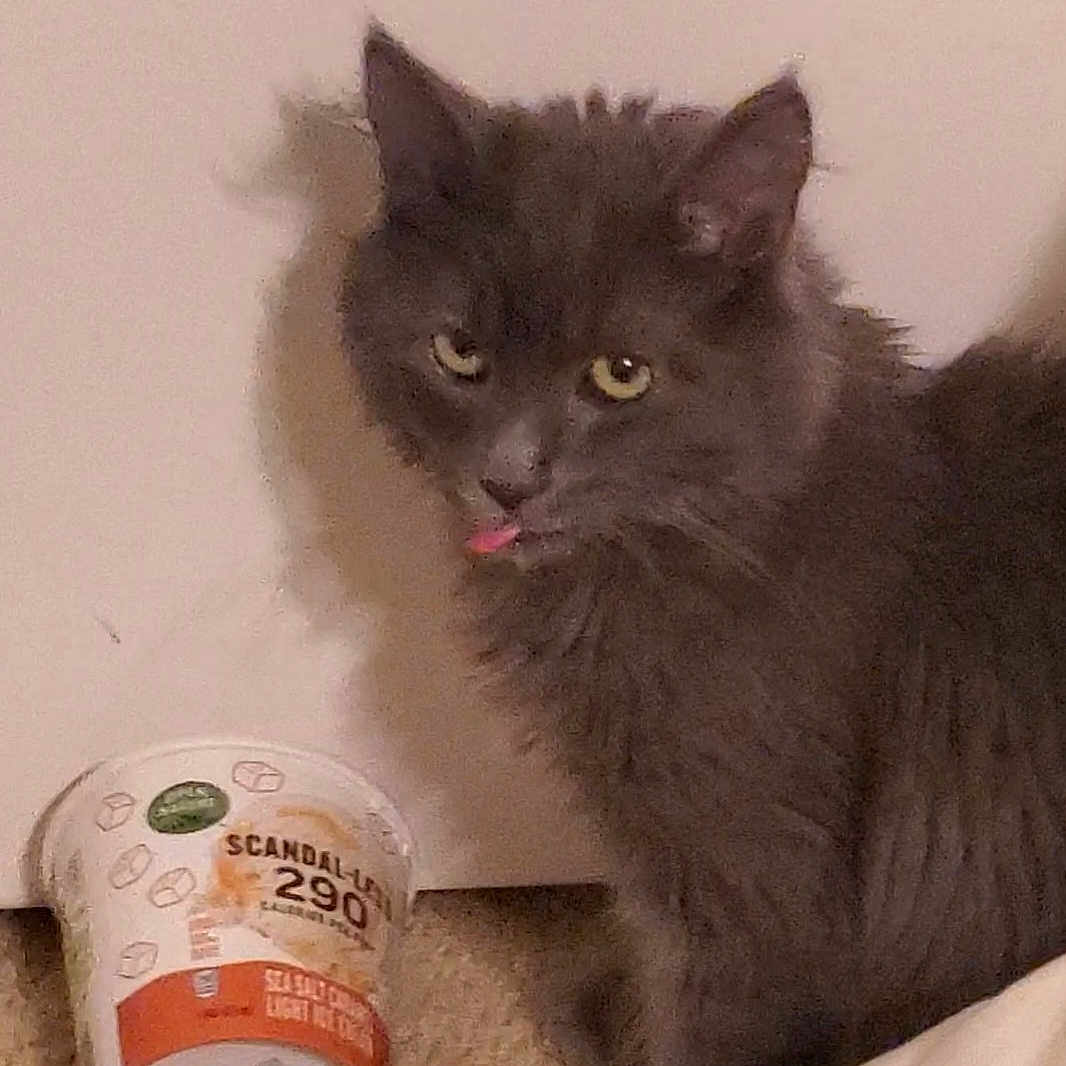 Suki joined the competition — help win amazing prizes! abyssinian, angora, animal, beverage, cat, coffee, coffeecup, couch, cream, cup, dairy, dessert, food, furniture, indoors, kitten, manx, pet, tape, yogurt