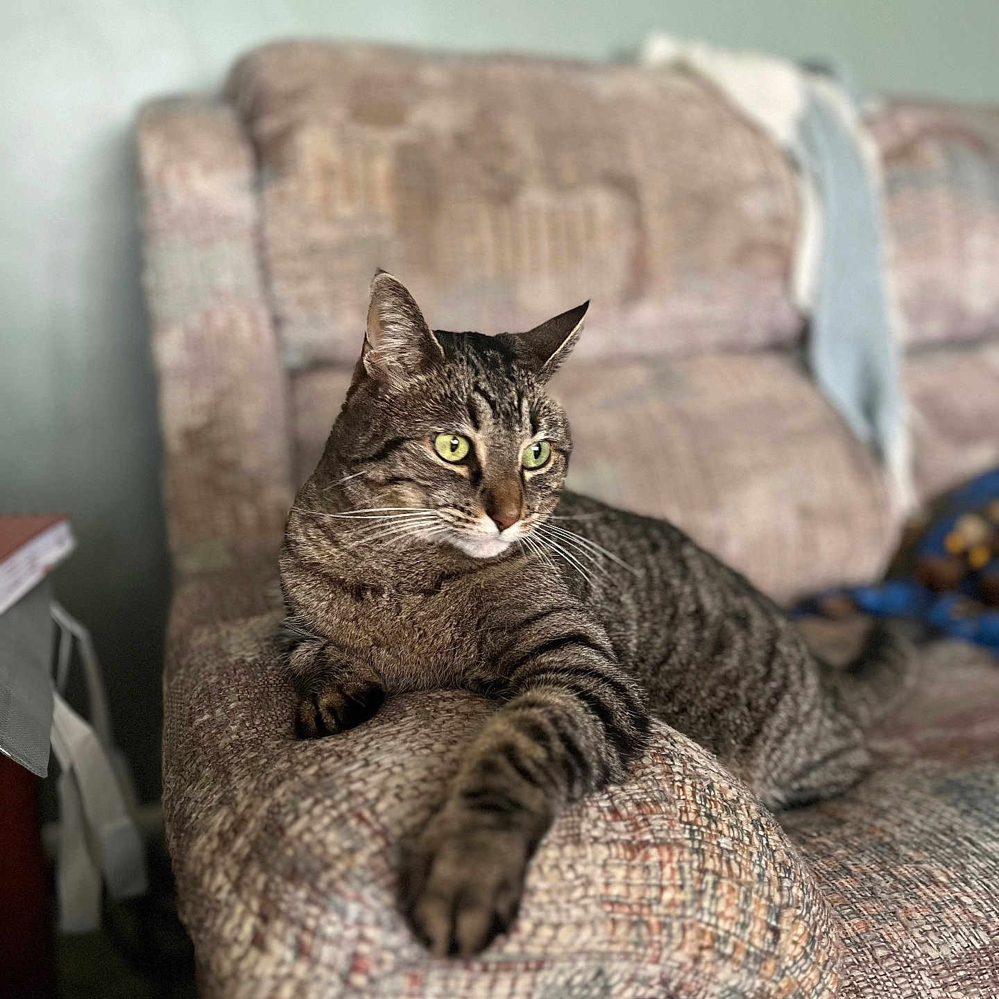 Echo is registered to the contest to win money with this photo: cat, tabby_cat, feline, pet, indoor, couch, furniture, resting, green_eyes, whiskers, striped_fur, relaxed, domestic_cat, cozy, home_interior, armrest, mammal, animal, looking_away, soft_light