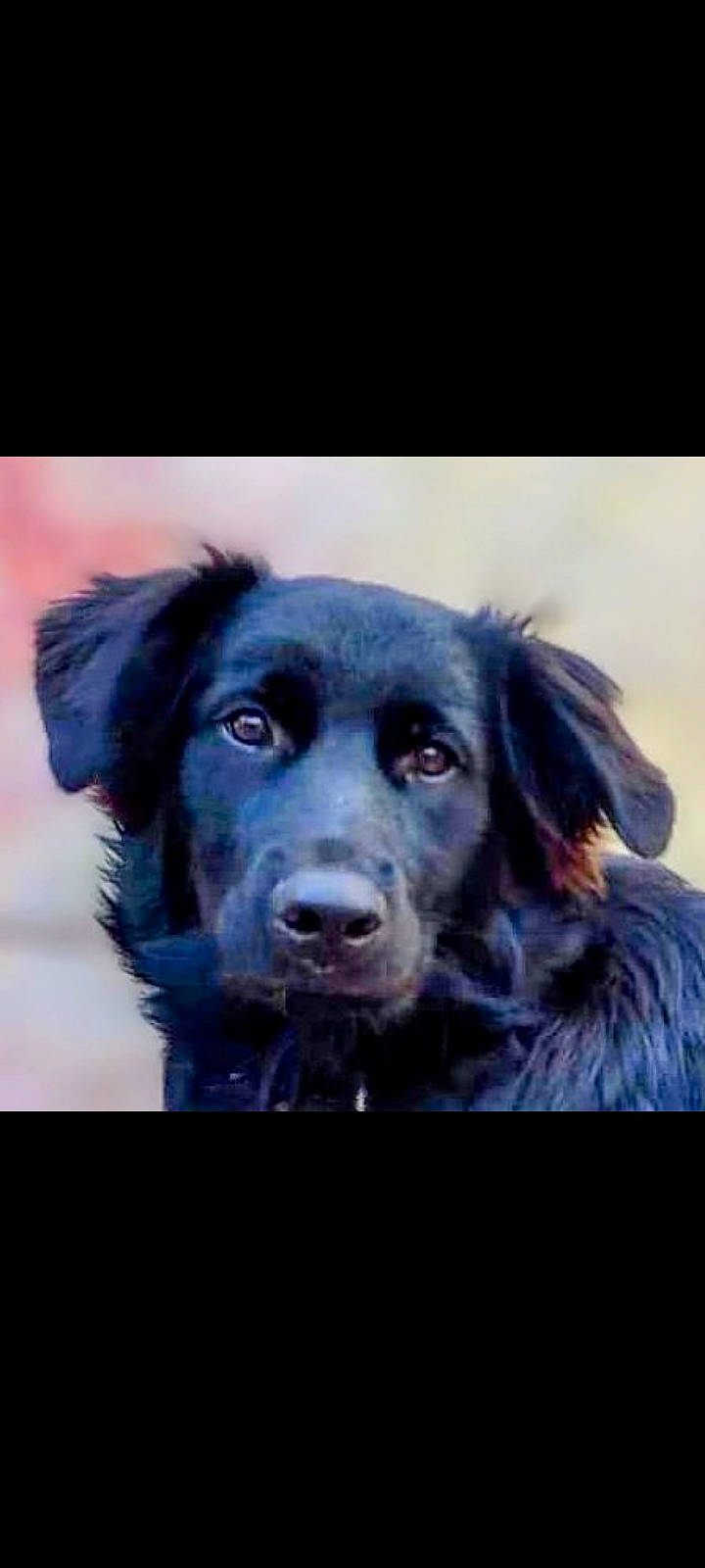 Dallas Hayz joined the competition — help win amazing prizes! borador, border_collie, canidae, carnivore, companion_dog, dog, dog_breed, electric_blue, eye, fur, gun_dog, hunting_dog, snout, sporting_group, whiskers, working_animal, working_dog