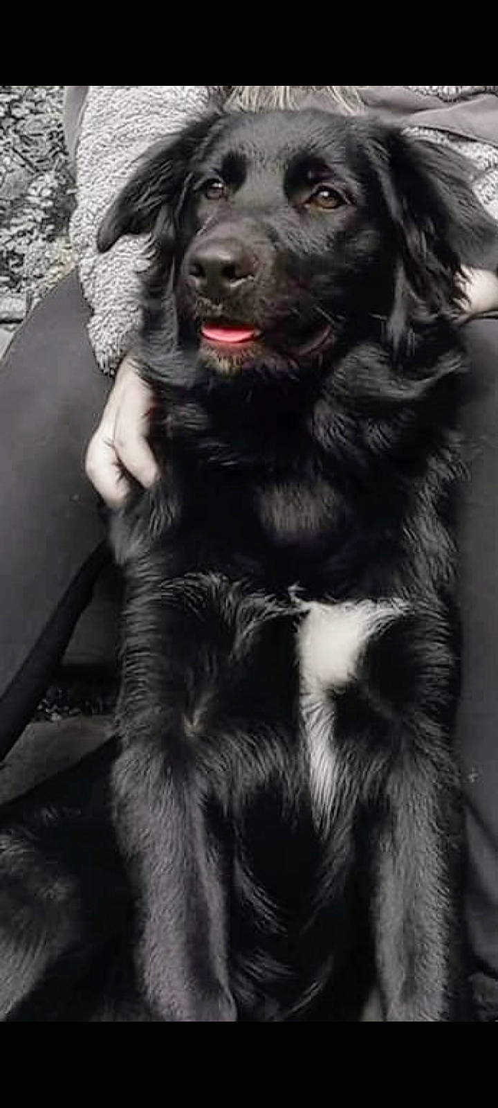 Dallas Hayz is registered to the contest to win money with this photo: ancient_dog_breeds, black, borador, canidae, carnivore, companion_dog, dog, dog_breed, dog_collar, fur, guard_dog, gun_dog, hunting_dog, monochrome_photography, natural_material, snout, sporting_group, whiskers, working_animal, working_dog