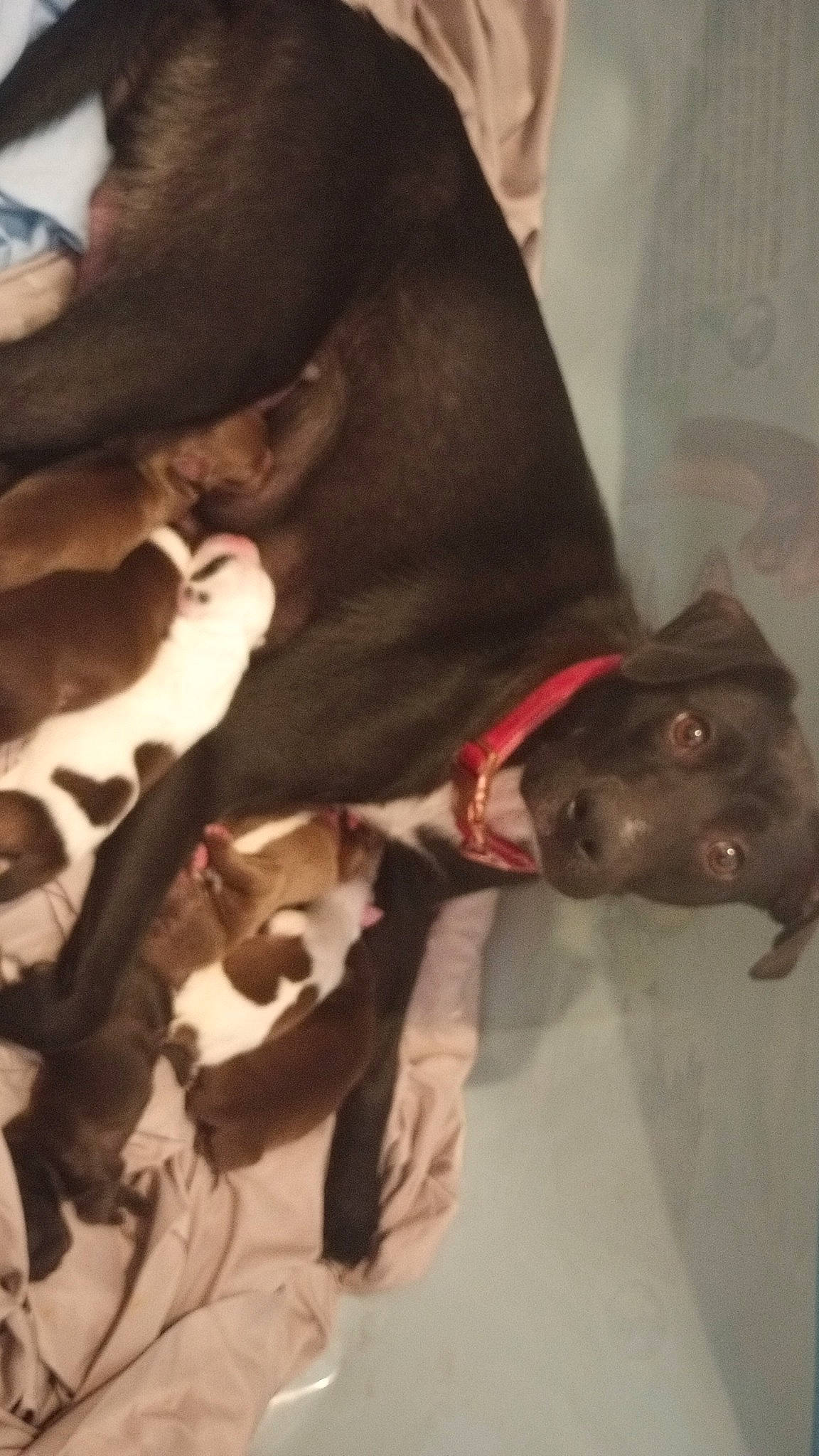 Zoey is registered to the contest to win money with this photo: canidae, carnivore, collar, comfort, companion_dog, dog, dog_breed, dog_collar, ear, fawn, felidae, fur, gesture, jaw, liver, snout, sporting_group, tail, whiskers, working_animal