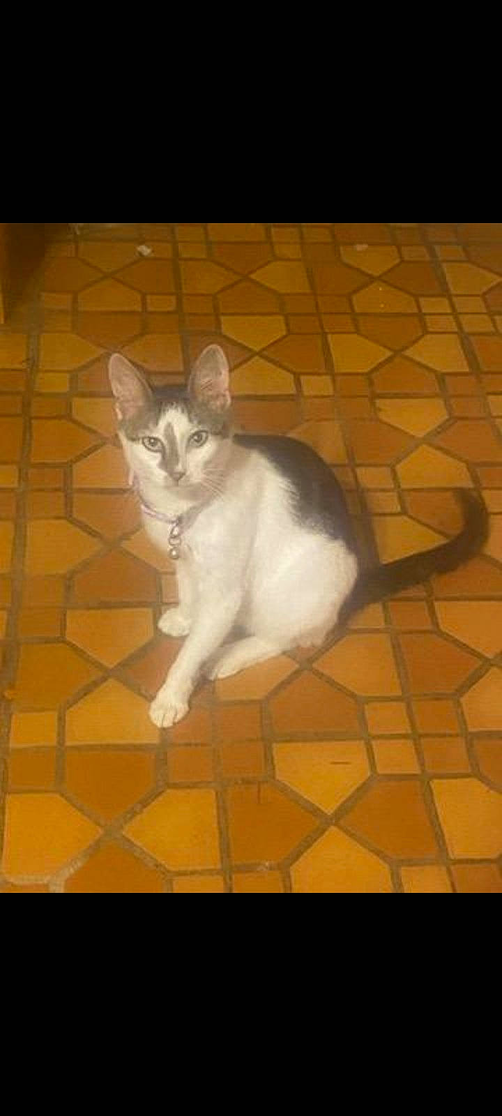 Georgia is registered to the contest to win money with this photo: carnivore, cat, domestic_short_haired_cat, fawn, felidae, floor, flooring, foot, fur, hardwood, paw, shadow, sitting, small_to_medium_sized_cats, snout, tail, tile, tile_flooring, whiskers, wood