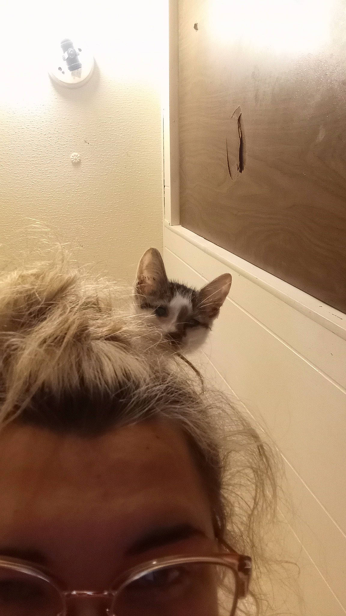 Georgia joined the competition — help win amazing prizes! beard, bed, carnivore, cat, comfort, couch, domestic_short_haired_cat, eyelash, fawn, felidae, flooring, fur, hardwood, paw, room, small_to_medium_sized_cats, tail, whiskers, window, wood