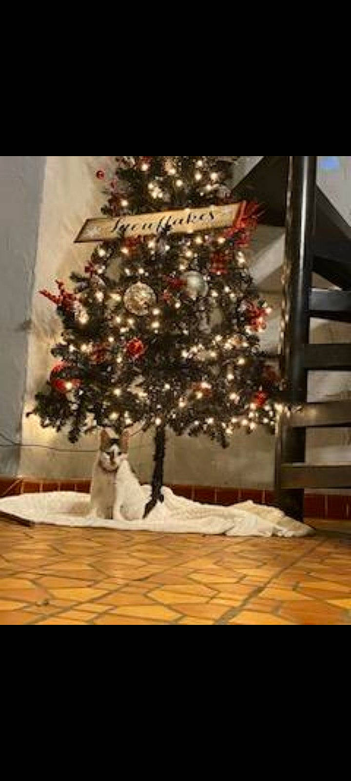 Georgia joined the competition — help win amazing prizes! branch, carnivore, christmas, christmas_decoration, christmas_ornament, christmas_tree, event, evergreen, holiday_ornament, interior_design, ornament, plant, snow, tints_and_shades, tree, twig, window, winter, wood, woody_plant