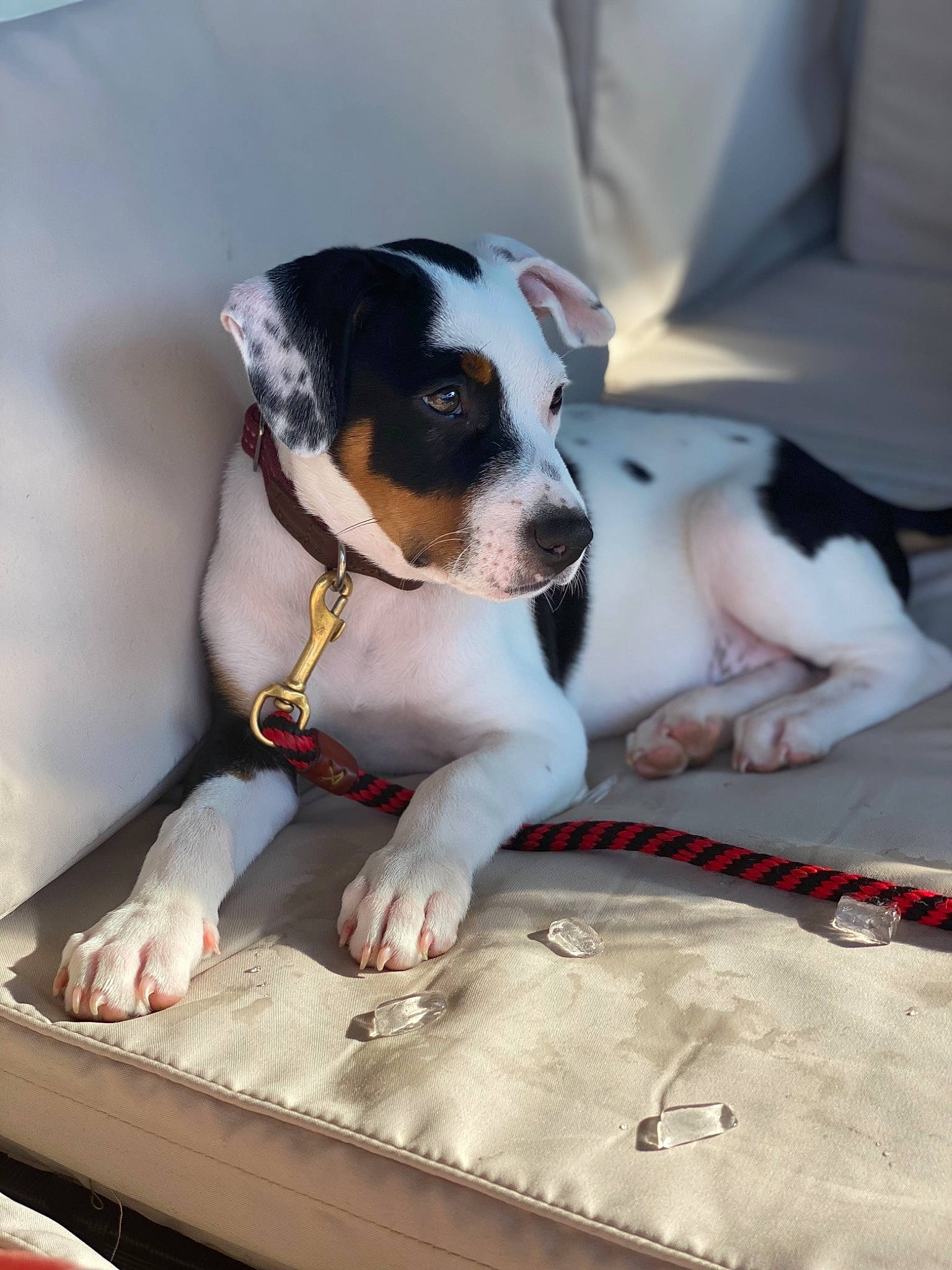 Cisco joined the competition — help win amazing prizes! canidae, carnivore, collar, comfort, companion_dog, couch, dog, dog_breed, dog_collar, eyewear, fawn, mammal, paw, recipe, sitting, snout, sporting_group, vertebrate, whiskers, working_animal