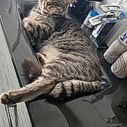 Ruben a rejoint le concours — aidez-le/la à gagner de superbes lots ! cat, tabby, sink, bathroom, tongue_out, countertop, comb, brush, toiletries, faucet, relaxed, pets, indoor, fur, animal, tongue, playful, domestic_cat, resting, cute