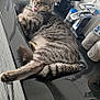 cat, tabby, sink, bathroom, tongue_out, countertop, comb, brush, toiletries, faucet, relaxed, pets, indoor, fur, animal, tongue, playful, domestic_cat, resting, cute