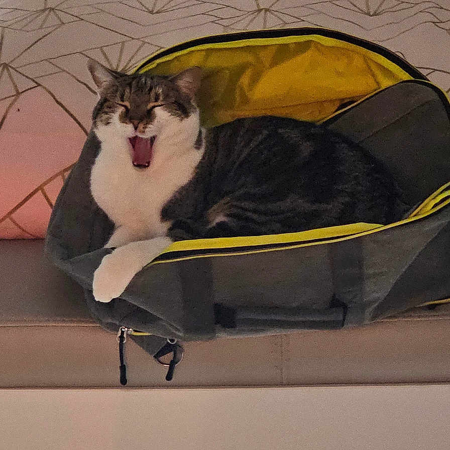 Ruby a rejoint le concours — aidez-le/la à gagner de superbes lots ! bag, cat, clothes, comfort, couch, cozy, fabric, feline, furniture, gray, home, indoor, pattern, pet, pillows, relaxed, stack, striped_cat, yawning, yellow