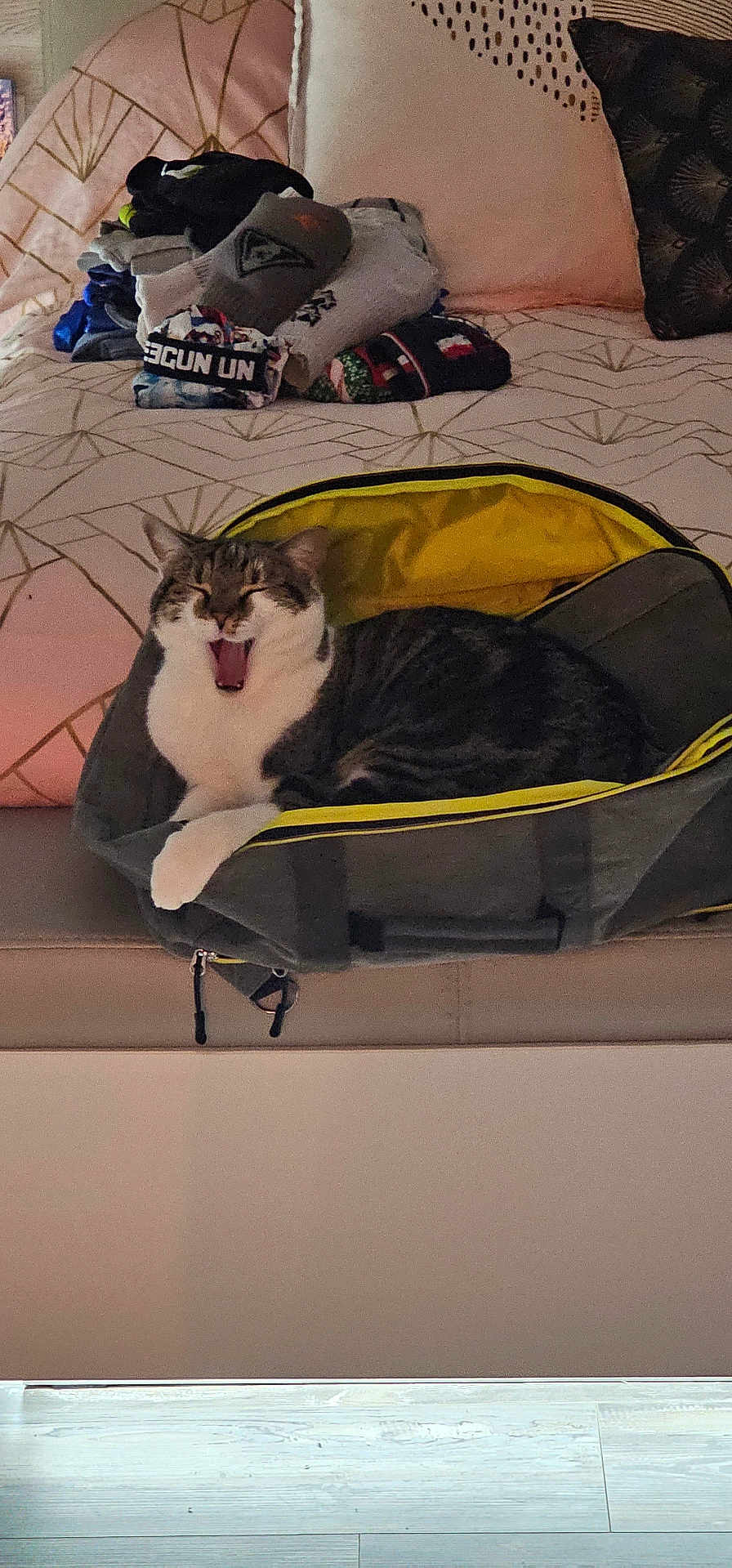 Ruby a rejoint le concours — aidez-le/la à gagner de superbes lots ! cat, bag, couch, pillows, clothes, indoor, yawning, gray, yellow, striped_cat, relaxed, feline, pet, home, furniture, stack, fabric, pattern, comfort, cozy