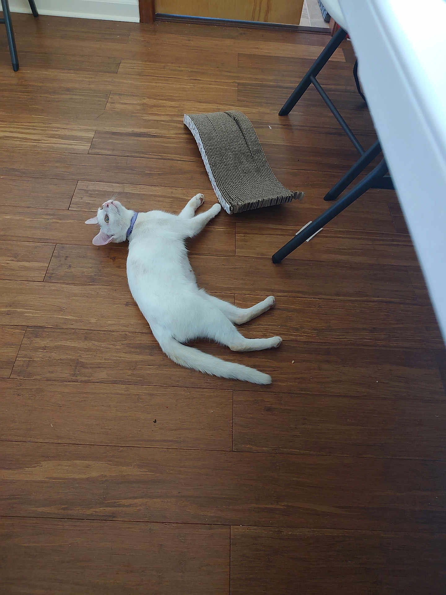 Noel joined the competition — help win amazing prizes! cat, white_cat, floor, wooden_floor, cardboard_scratch_pad, indoor, furniture_leg, collar, pet, relaxed, animal, laying_down, home, domestic_cat, scratcher, resting, flooring, wood, table, chair