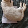 Noel joined the competition — help win amazing prizes! cat, white_cat, animal, pet, sleeping, resting, blanket, fabric, fur, cozy, indoor, paper, document, paw, tail, relaxed, soft, texture, comfort, laying_down