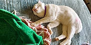 Noel joined the competition — help win amazing prizes! bed, blanket, cat, collar, cozy, cute, domestic_animal, feline, fur, green_blanket, indoor, napping, paw, pet, relaxed, resting, sleeping, striped_cloth, texture, white_cat