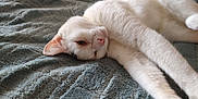 Noel is registered to the contest to win money with this photo: cat, white_cat, pet, animal, feline, relaxed, lying_down, stretching, bed, blanket, textured_blanket, indoor, cozy, fur, whiskers, ears, pink_nose, closeup, resting, soft_light