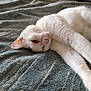 cat, white_cat, pet, animal, feline, relaxed, lying_down, stretching, bed, blanket, textured_blanket, indoor, cozy, fur, whiskers, ears, pink_nose, closeup, resting, soft_light