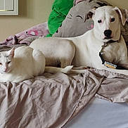 Noel is registered to the contest to win money with this photo: animal, bed, blanket, canine, cat, companion, cozy, cute, dog, domestic, feline, fur, indoor, laying_down, pet, pillow, relaxed, resting, white_cat, white_dog