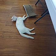 Noel is registered to the contest to win money with this photo: cat, white_cat, floor, wooden_floor, cardboard_scratch_pad, indoor, furniture_leg, collar, pet, relaxed, animal, laying_down, home, domestic_cat, scratcher, resting, flooring, wood, table, chair