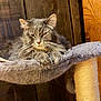 cat, long_haired_cat, feline, pet, whiskers, paws, cat_tree, hammock, wooden_wall, cozy, sleepy, indoor, fur, portrait, ears, eyes, sisal_post, scratching_post, mammal, relaxed
