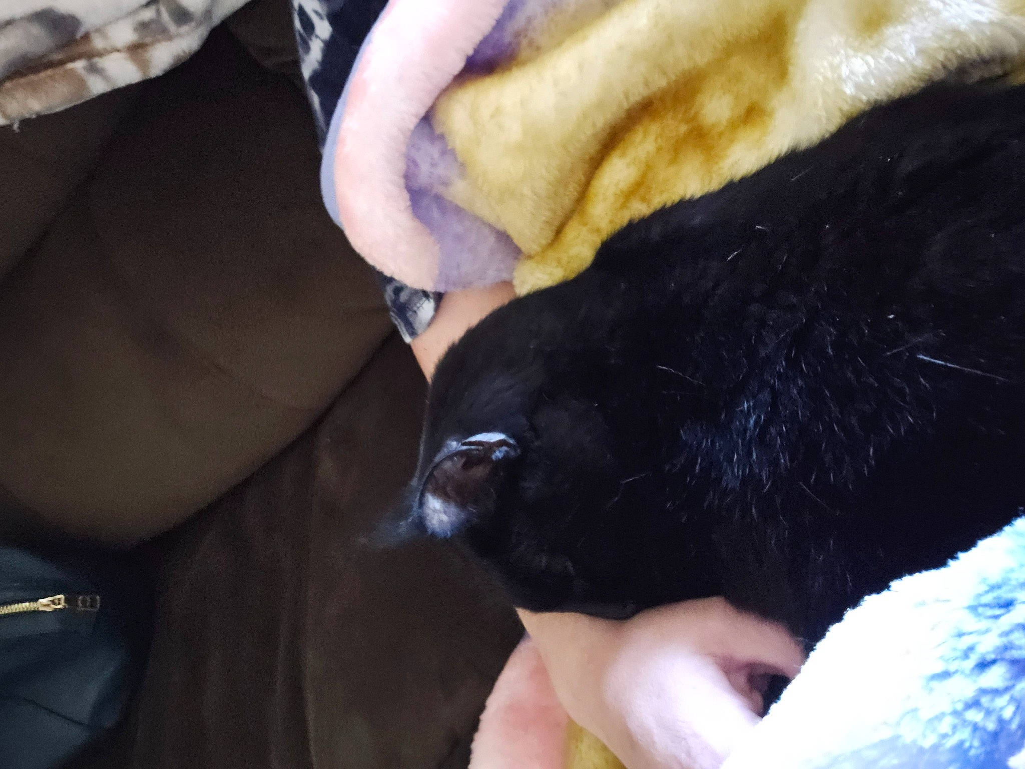 Cleopatra joined the competition — help win amazing prizes! carnivore, claw, comfort, companion_dog, dog, dog_breed, elbow, fawn, felidae, fur, gesture, human_leg, jaw, nail, paw, small_to_medium_sized_cats, snout, whiskers, working_animal, wrist