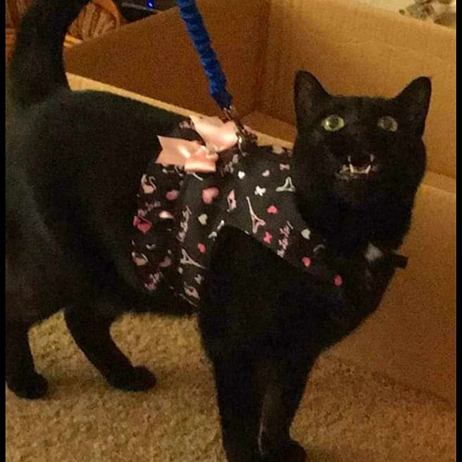 Cleopatra is registered to the contest to win money with this photo: black_cat, canidae, carnivore, cat, cat_supply, collar, companion_dog, dog_breed, dog_collar, domestic_short_haired_cat, fashion_accessory, felidae, fur, pet_supply, photo_caption, screenshot, small_to_medium_sized_cats, tail, terrestrial_animal, whiskers