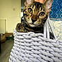 cat, kitten, tabby, basket, hand, indoor, curious, whiskers, close_up, feline, pet, woven, fabric, eyes, ears, floor, background, home, cozy, portrait