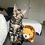 cat, tabby, plush_toy, lion_toy, couch, bedroom, blanket, indoor, pet, curious, feline, sitting, fur_pattern, toy, soft, cozy, domestic, animal, cute, companion
