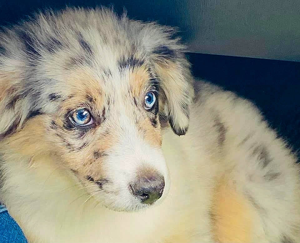 Suriel participe au concours pour gagner de l'argent avec cette photo : ancient_dog_breeds, canidae, carnivore, companion_dog, dog, dog_breed, fur, herding_dog, puppy, snout, sporting_group, terrestrial_animal, whiskers, working_animal, working_dog