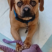 Duke is registered to the contest to win money with this photo: animal, brown_dog, collar, companion, cute, dog, domestic_animal, floor, front_paws, indoor, looking_up, mammal, pet, pet_toy, playful, plush_toy, puppy, tile_floor, toy, young_dog