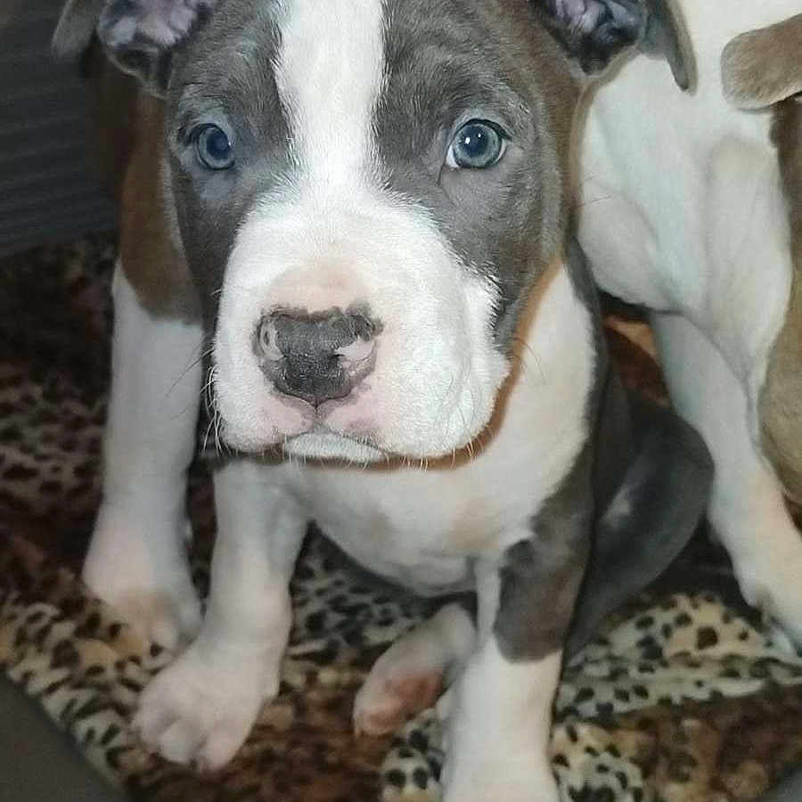 Arrow participe au concours pour gagner de l'argent avec cette photo : animal, ball, bostonbull, boxer, bulldog, canine, dog, face, football, frenchbulldog, head, hound, husky, pet, pitbull, puppy, snout, soccer, soccerball, sport